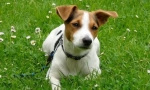 Jack russell terijer